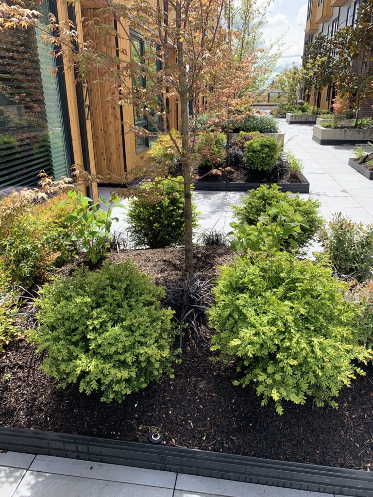 Flower Bed on sidewalk in Seattle, WA
