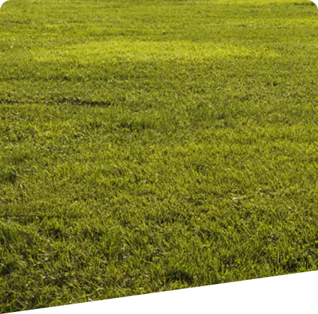 Services - Sod Installation